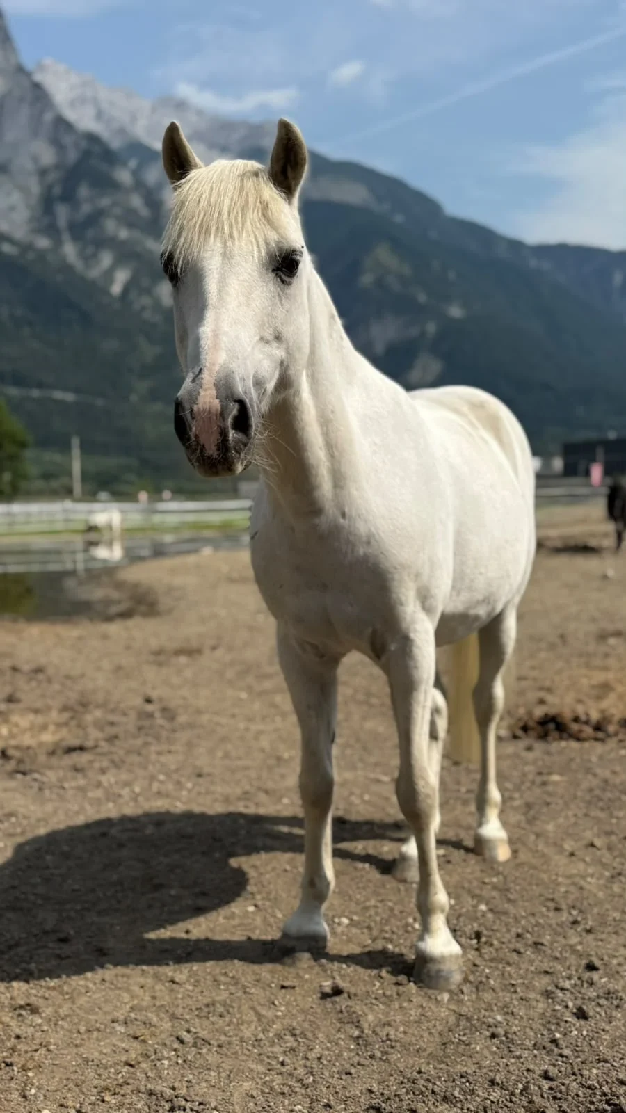Weißes Pony vor der Tiroler Bergkulisse