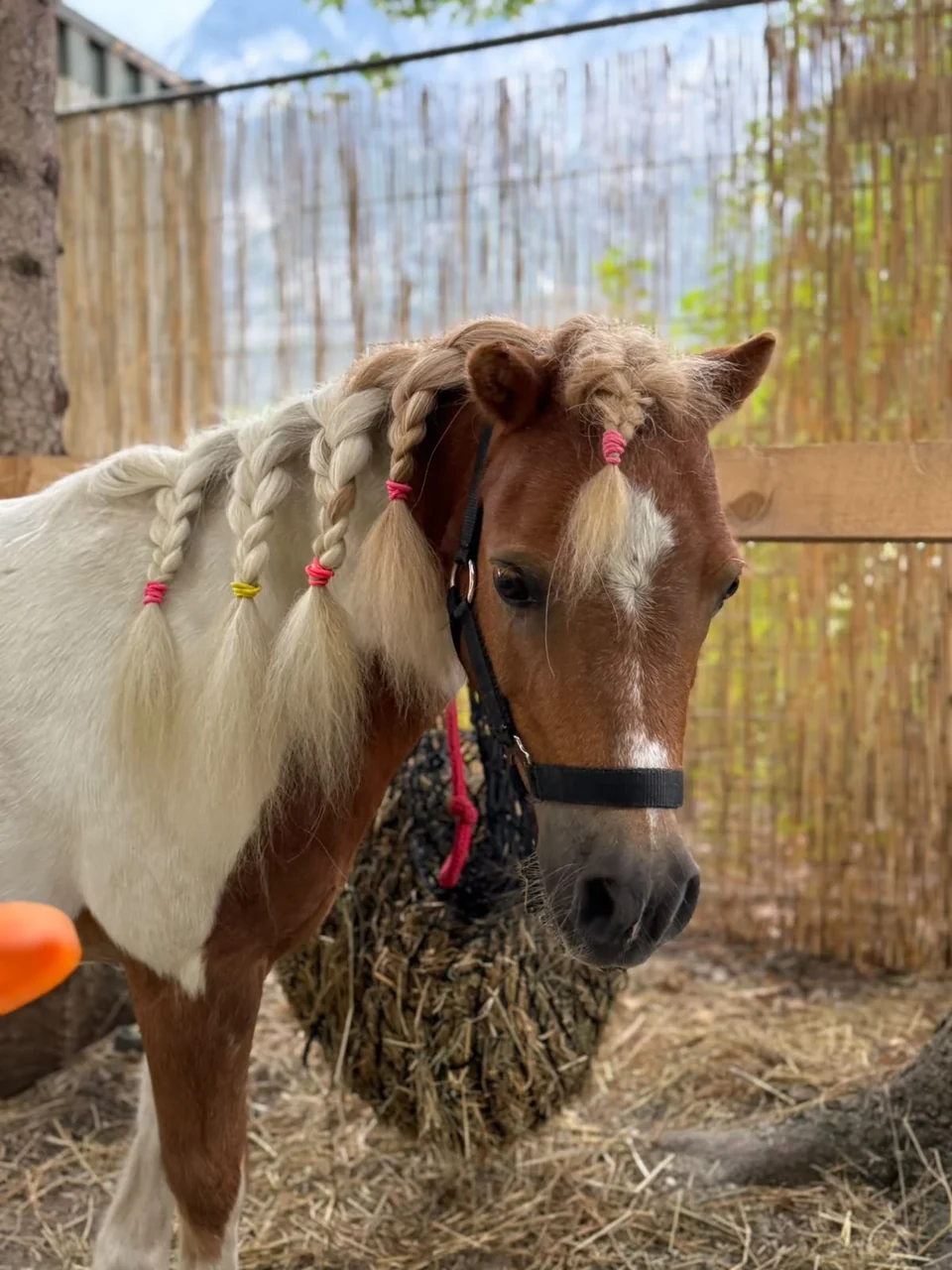 Ein braun-weißes Pony am Heu