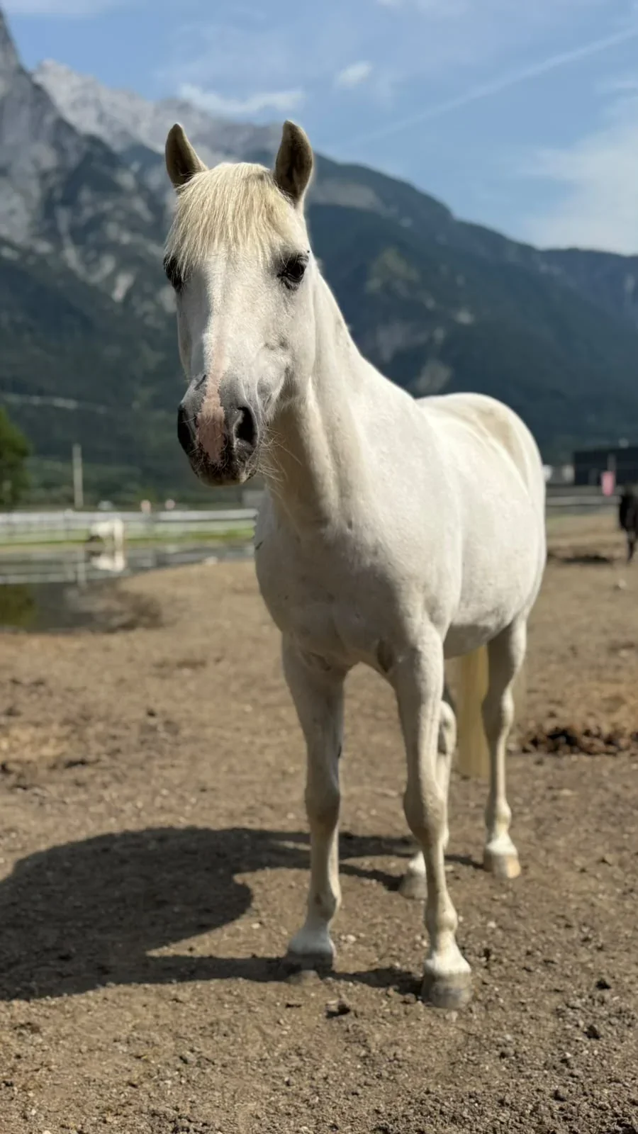 Ein Moment aus unserer Ponywelt