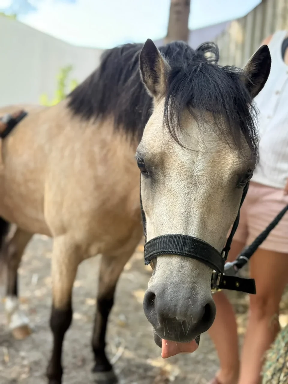 Ponyzeit in Kematen