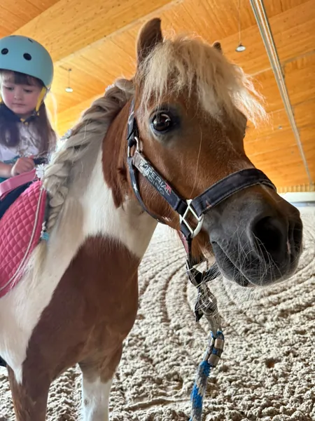 Ein braun-weißes Pony mit heller Mähne in der Reithalle.