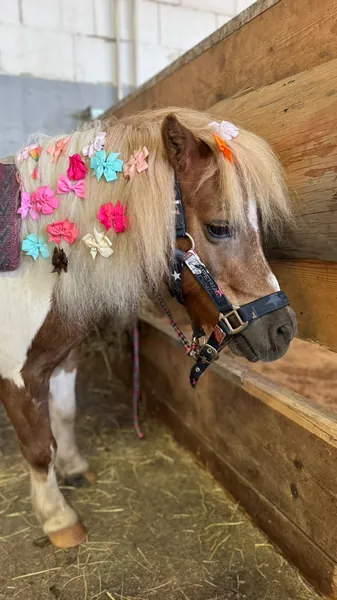 Ein Pony trägt bunte Blumen in seiner hellen Mähne.