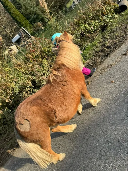 Ein Pony mit heller Mähne wird über einen Weg geführt.