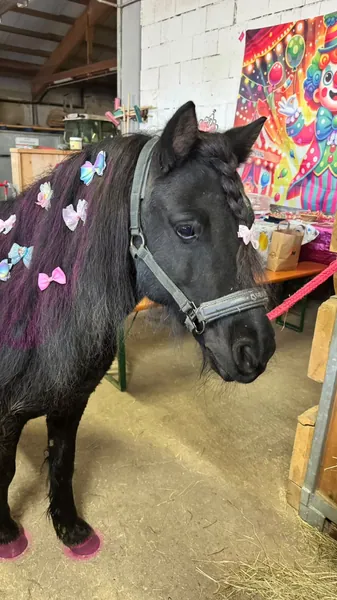 Ein dunkles Pony mit buntem Mähnenschmuck steht im Stall.