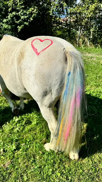 Ein weißes Pony mit buntem Schweif und einem aufgemalten Herzen auf der Wiese.