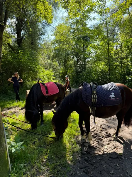 Zwei gesattelte dunkle Ponys grasen an einem grünen Waldweg.