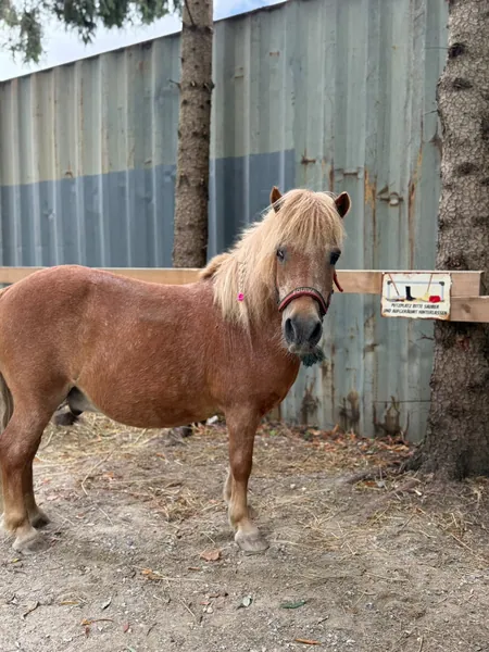 Ein kleines fuchsfarbenes Pony mit heller Mähne steht zwischen Bäumen am Stall.