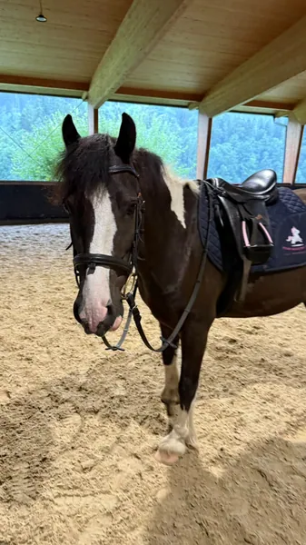 Ein gesatteltes dunkles Pony mit weißer Blesse steht in der Reithalle.