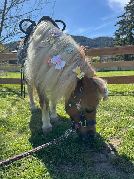 Ein braun-weißes Pony mit bunter Mähne grast auf einer sonnigen Wiese.