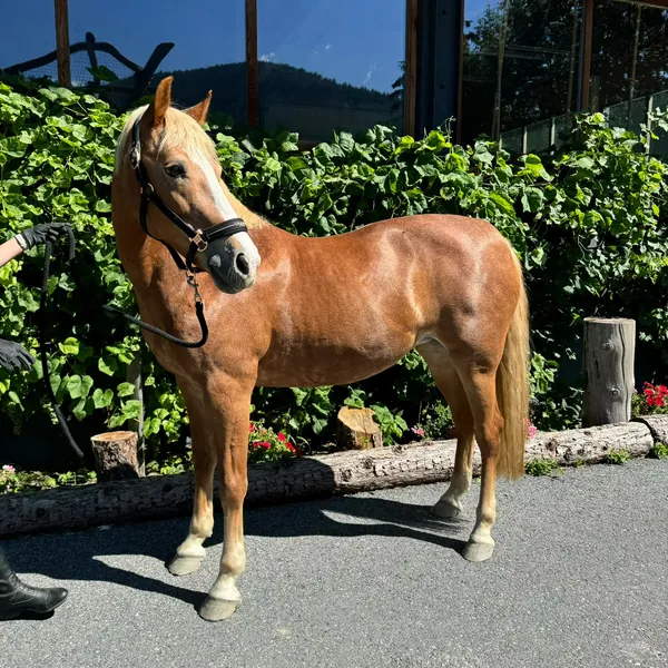 Ein fuchsfarbenes Pony mit heller Mähne steht vor grünem Laub am Stall.